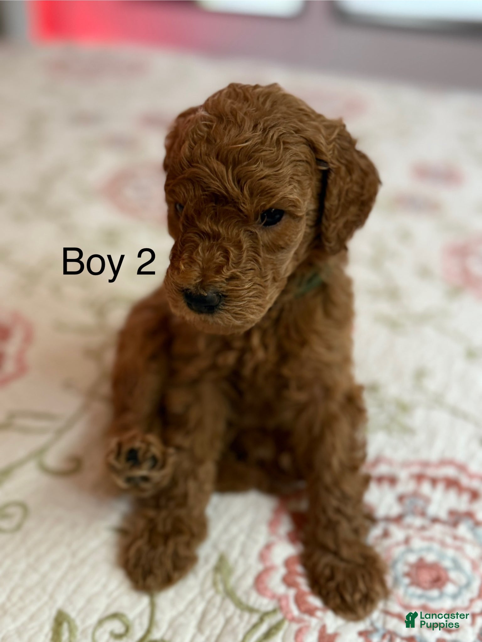Goldendoodle dogs Goldendoodle Puppy 2 - Ad 12