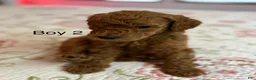 Goldendoodle dogs for sale: Goldendoodle Puppy 2 - Ad 1