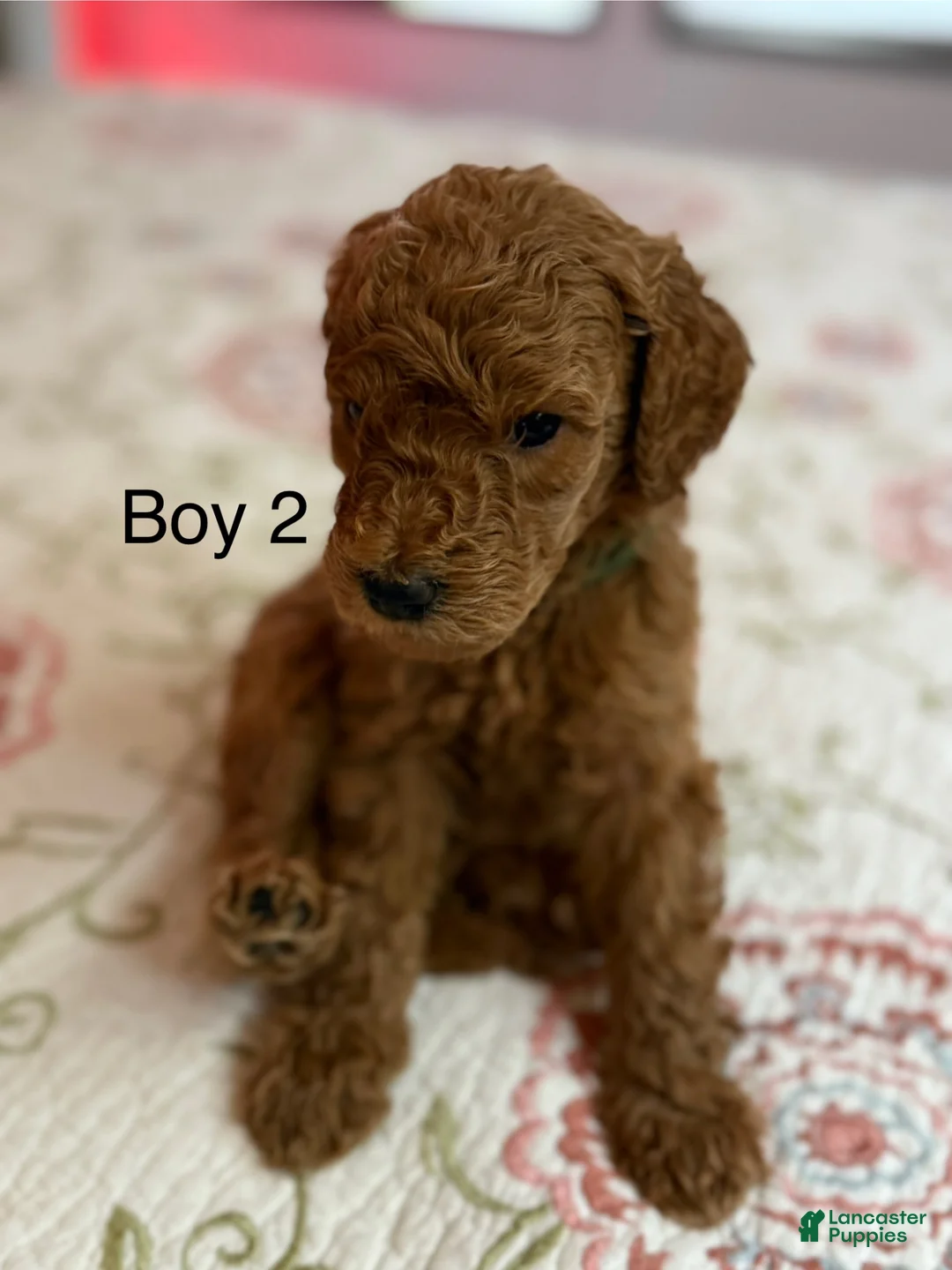 Goldendoodle dogs for sale: Goldendoodle Puppy 2 - Ad 1