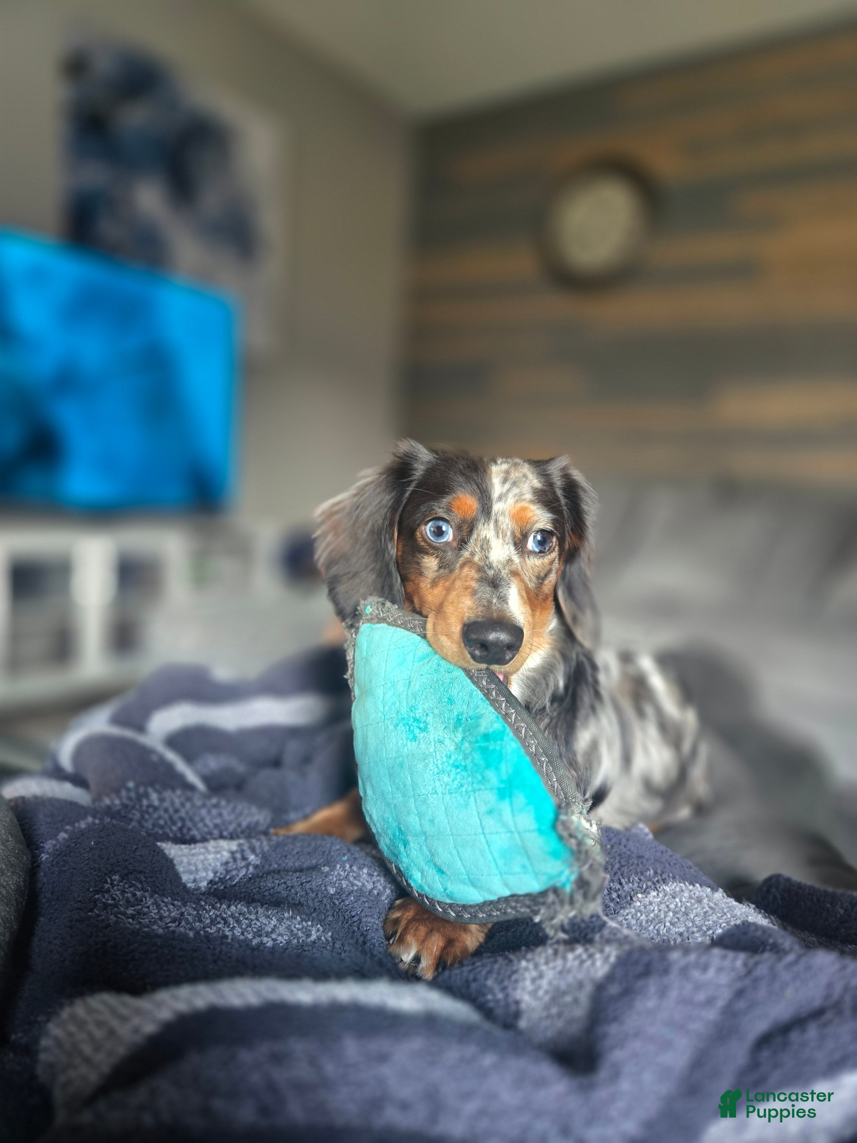 Dachshund dogs Male Dachshund Stud - Ad 2