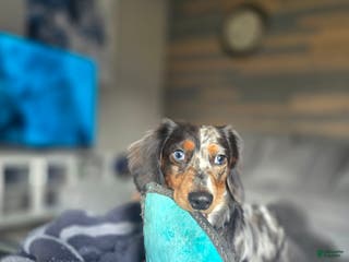 Dachshund dogs Male Dachshund Stud - Ad 3