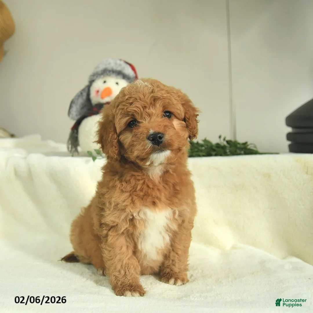 Goldendoodle dogs for sale: Daisy   - Ad 2