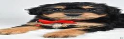 Mixed Breed dogs for sale: Teagan - Ad 3