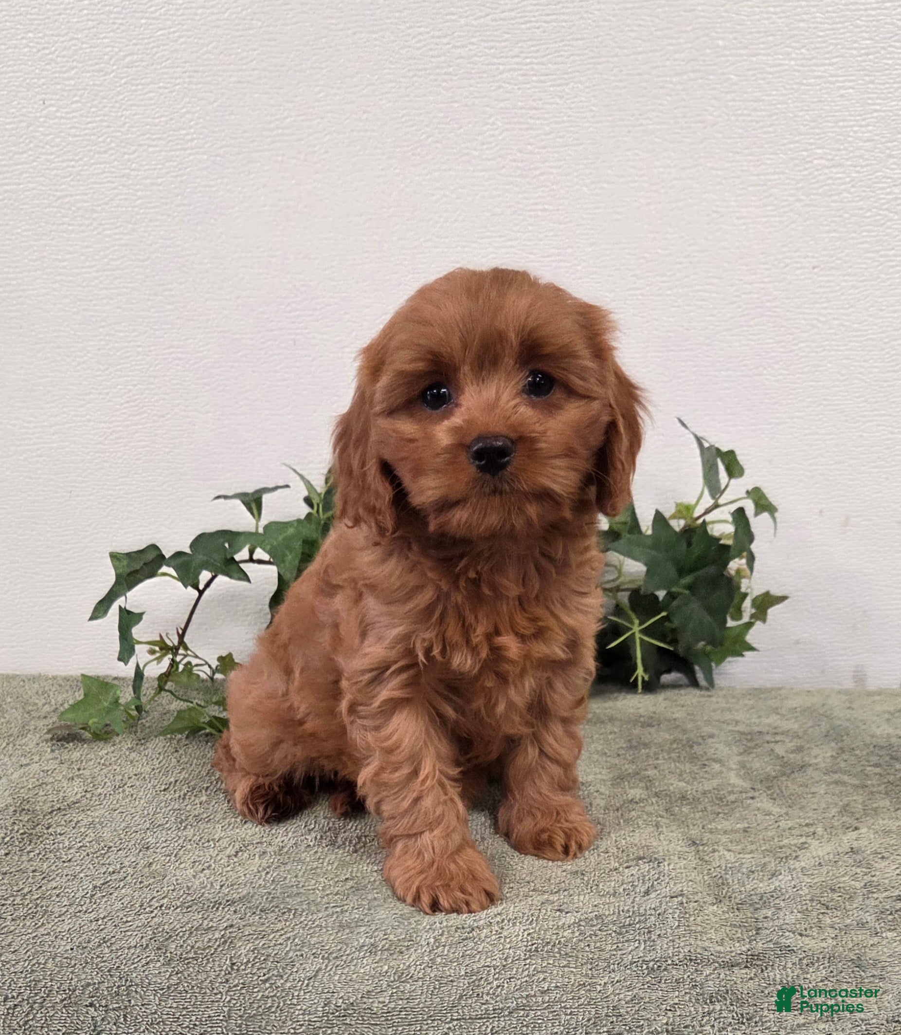 Cavapoo dogs Rose  - Ad 2