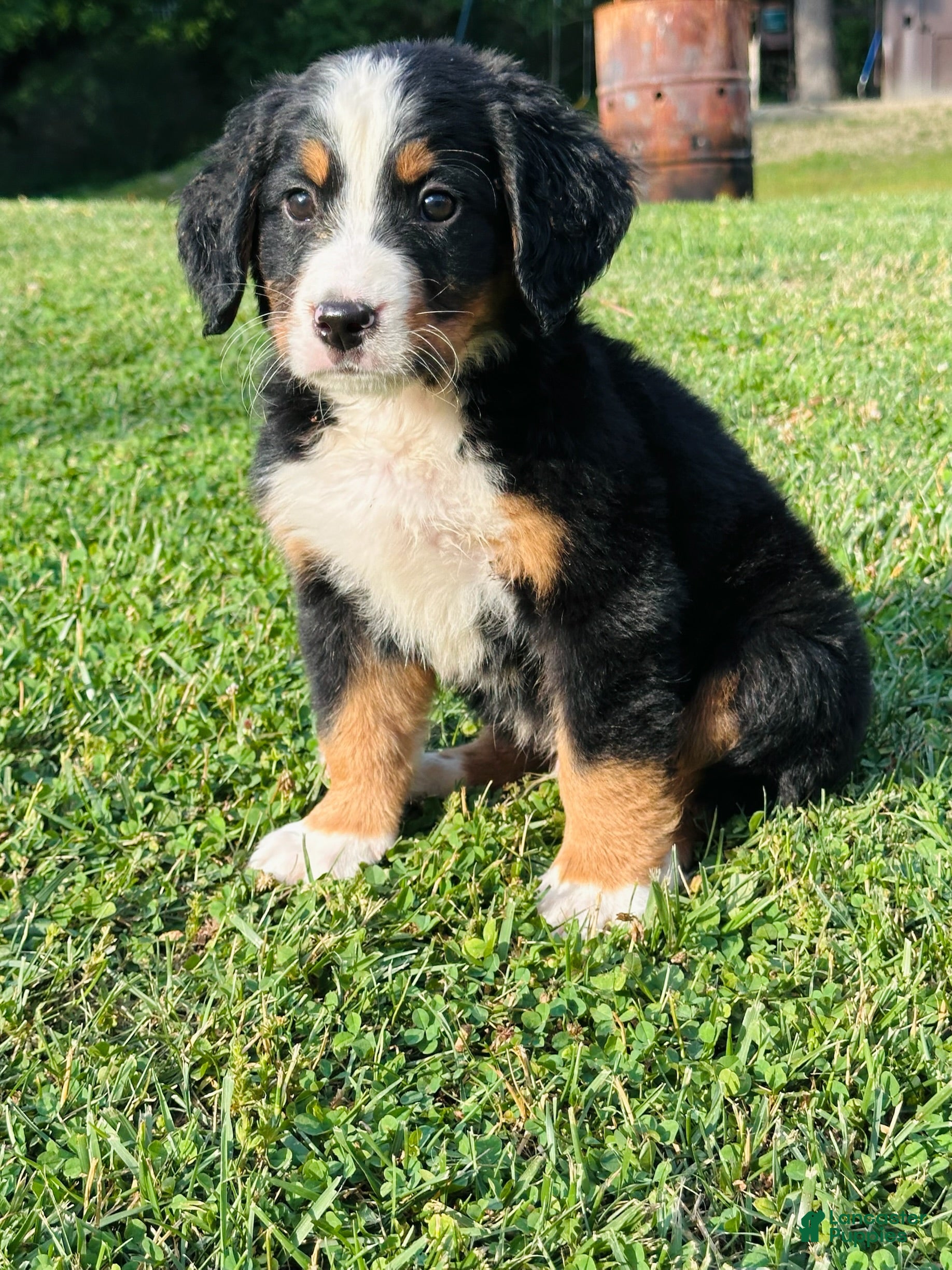 Bernese Mountain Dog dogs Berner bunch - Ad 1