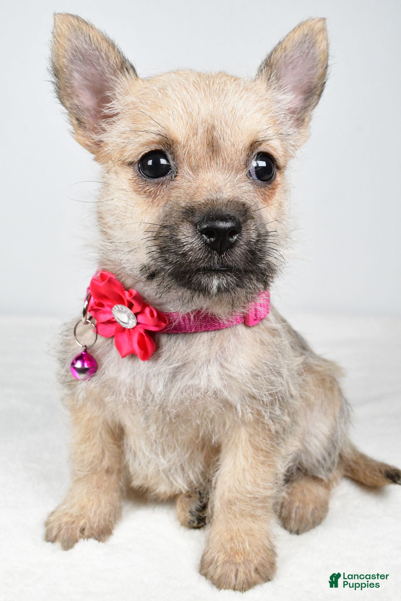 Cairn Terrier dogs Cassie - Ad 2