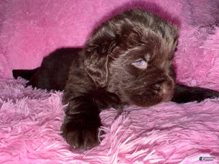 Newfoundland dogs Brown female - Ad 32