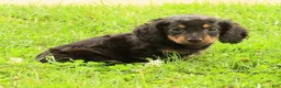 Miniature Dachshund dogs for sale: Draco - Ad 3