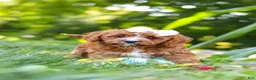 Cavapoo dogs for sale: Sky - Ad 16