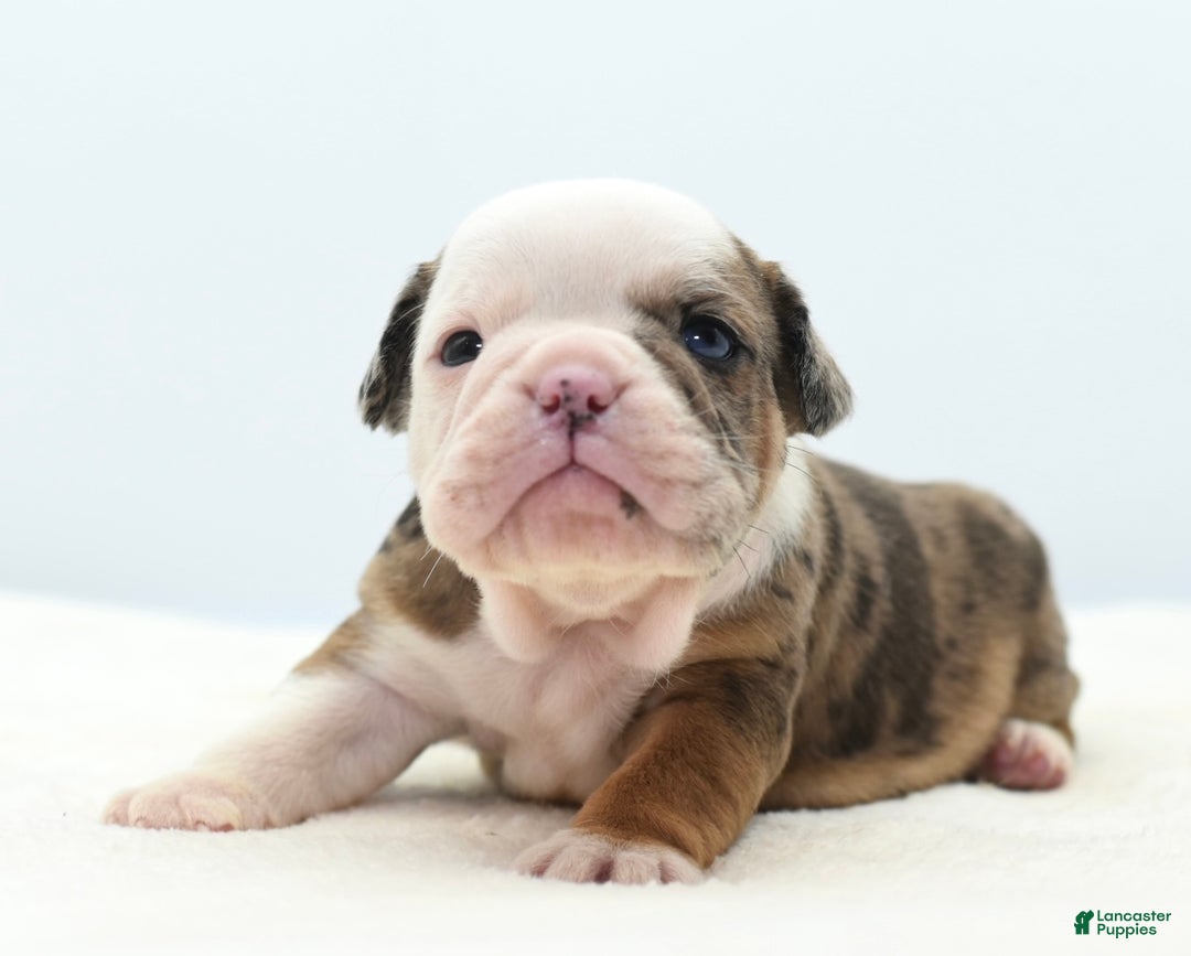 Mixed Breed dogs for sale: Turbo Merle blue eyes - Ad 15