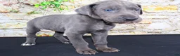 Great Dane dogs for sale: Woogie - Ad 10