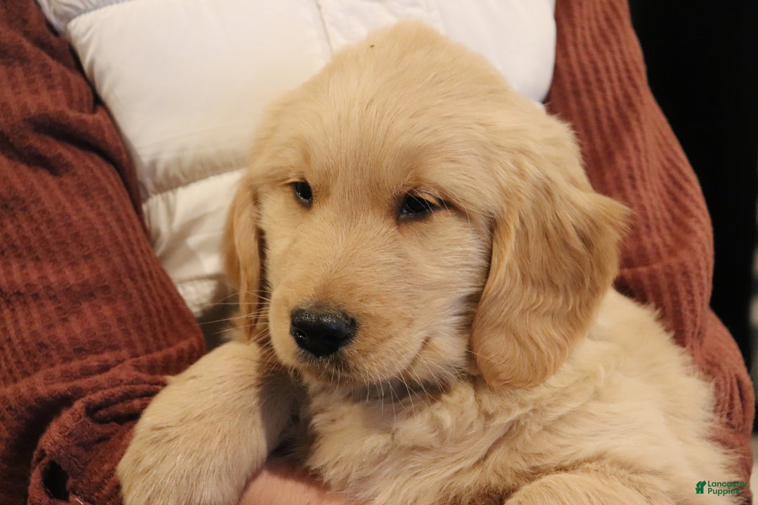 Golden Retriever dogs for sale: Oliver - Ad 2