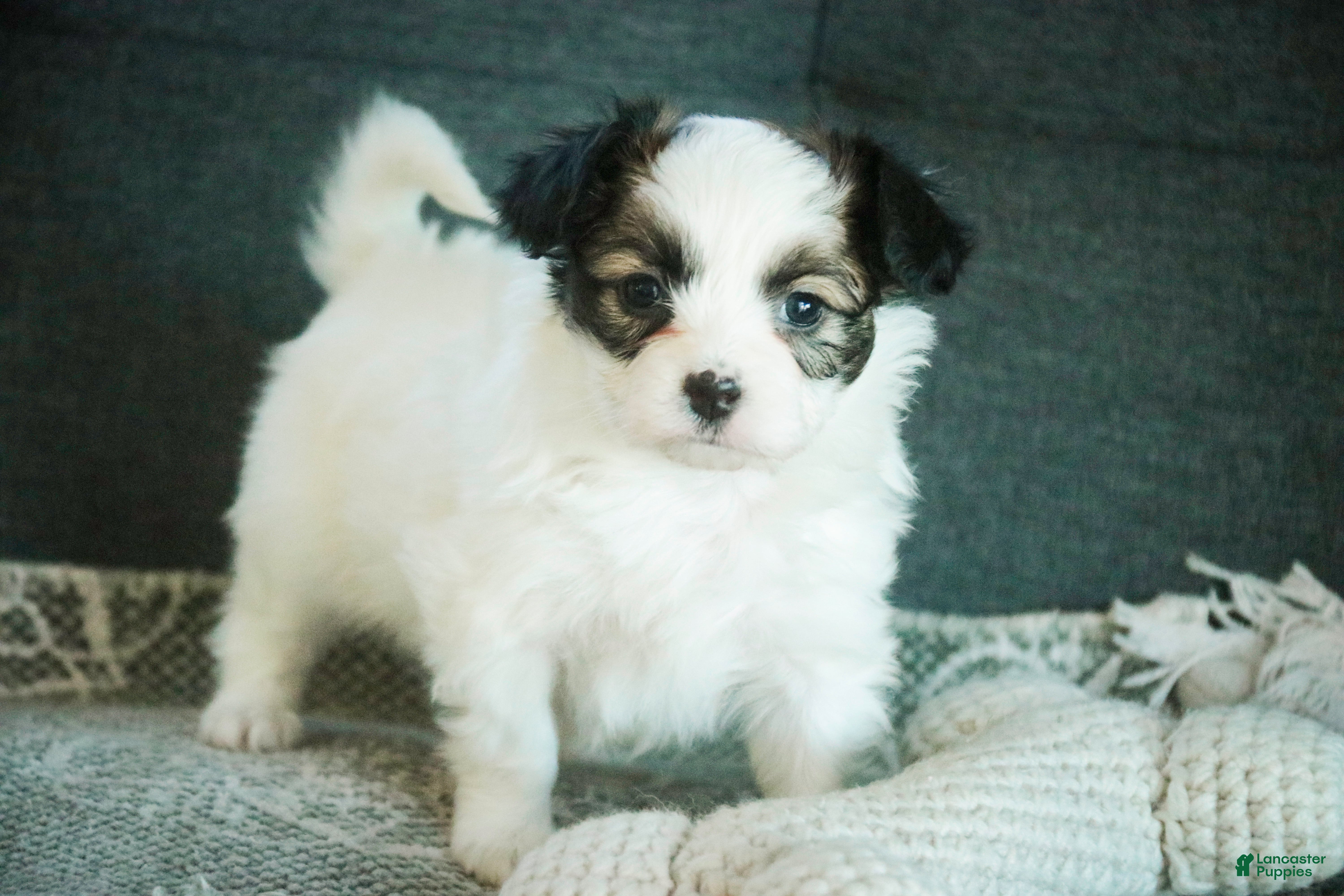 Papillon dogs Maisy - Ad 1
