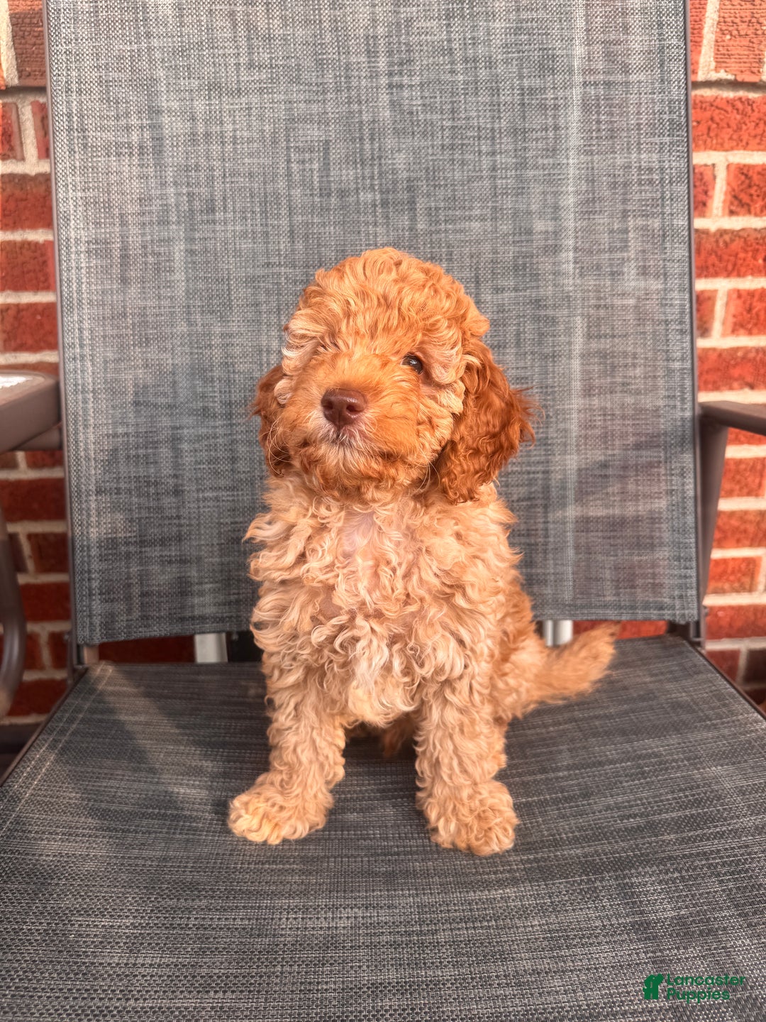 Toy Poodle dogs for sale: Rainer  - Ad 3