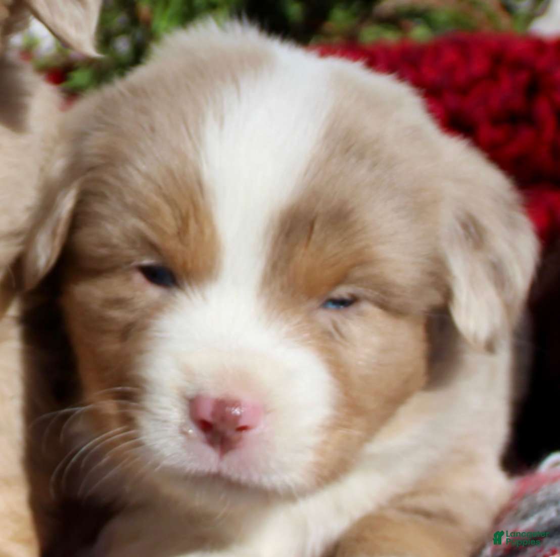 Miniature Australian Shepherd dogs Miniature Australian Shepherd Puppy 2 - Ad 3