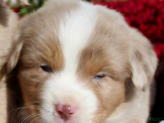 Miniature Australian Shepherd dogs Miniature Australian Shepherd Puppy 2 - Ad 42