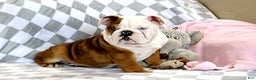 English Bulldog dogs for sale: English Bulldog Puppy 1 - Ad 9