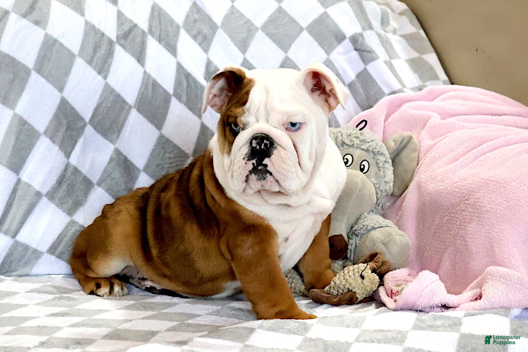 English Bulldog dogs for sale: English Bulldog Puppy 1 - Ad 9