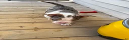 American Bully dogs for sale: American Bully 1 - Ad 3