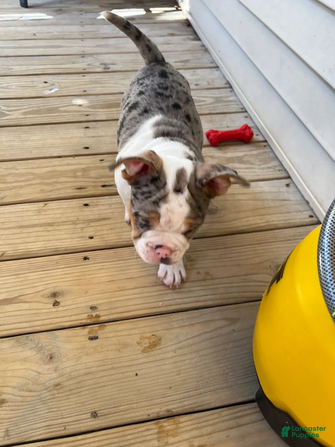 American Bully dogs for sale: American Bully 1 - Ad 3