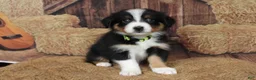 Australian Shepherd dogs for sale: Hazelnut  - Ad 5
