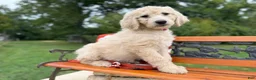 Mixed Breed dogs for sale: Strawberry (Girl) - Ad 5