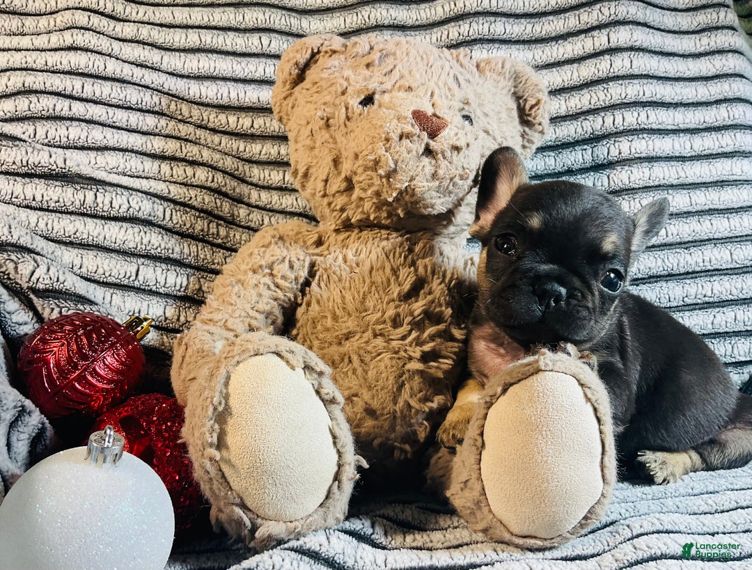 French Bulldog dogs for sale: Theo  - Ad 5