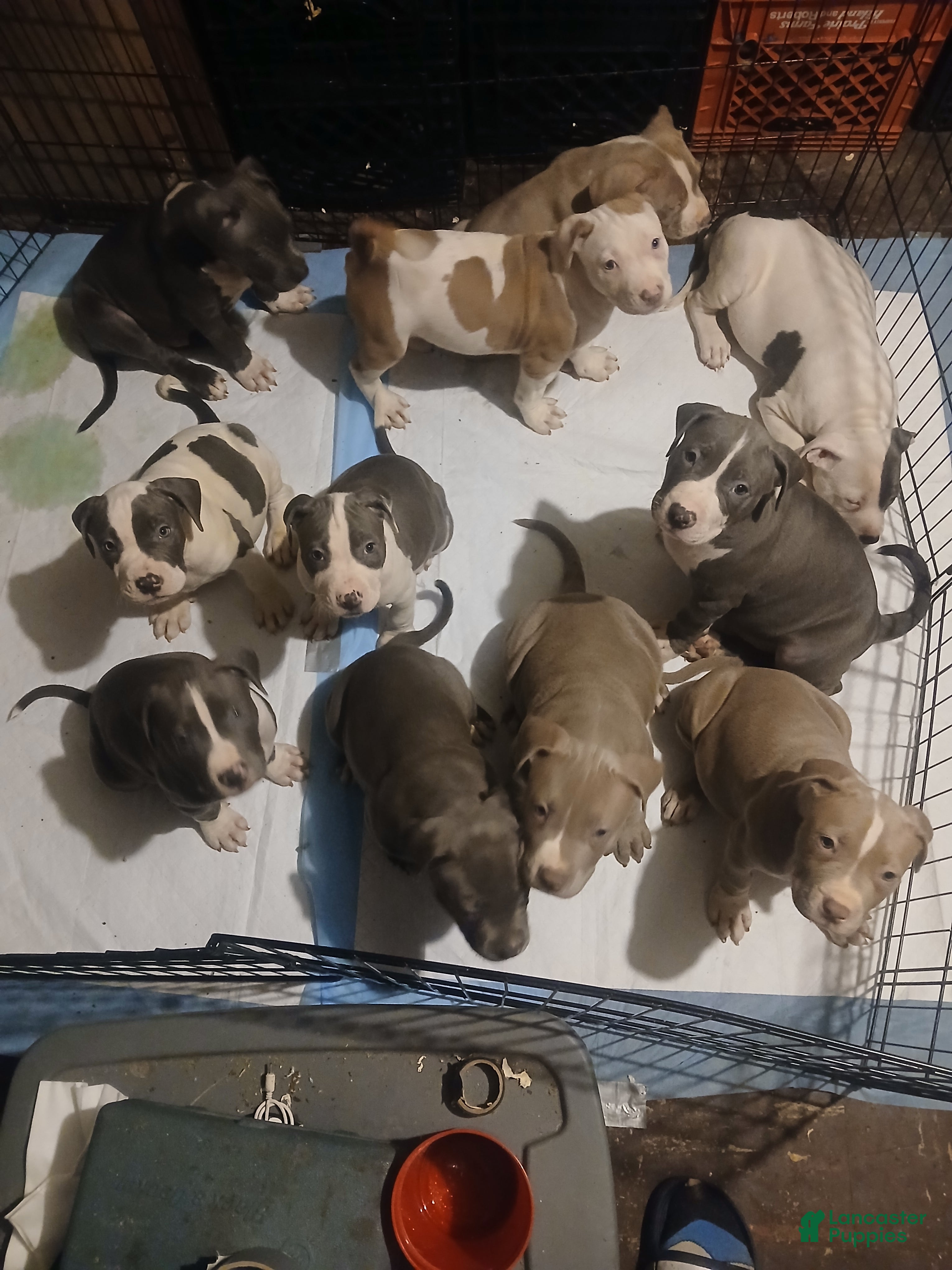 Mixed Breed dogs Mixed Breed Puppy 8 - Ad 11