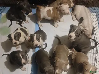 Mixed Breed dogs Mixed Breed Puppy 8 - Ad 11