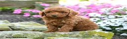 Miniature Poodle dogs for sale: Andy - Ad 2