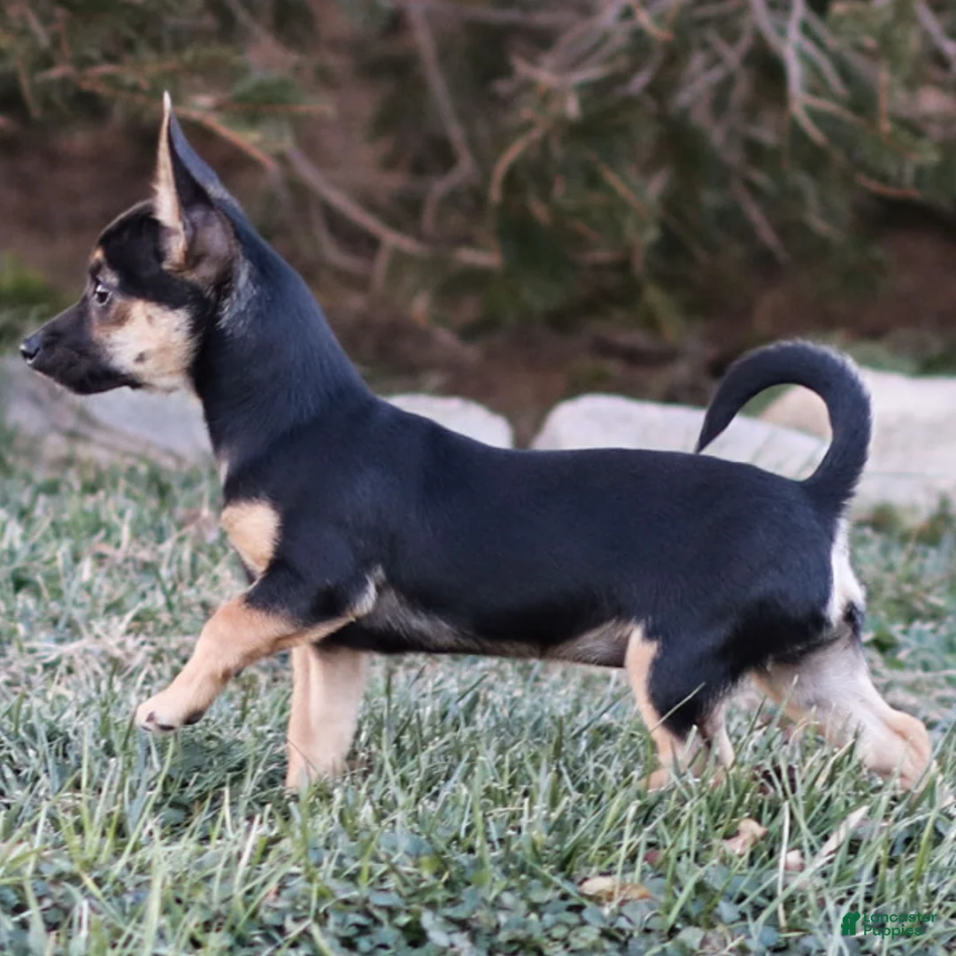 Chihuahua dogs for sale: Preston - Ad 11