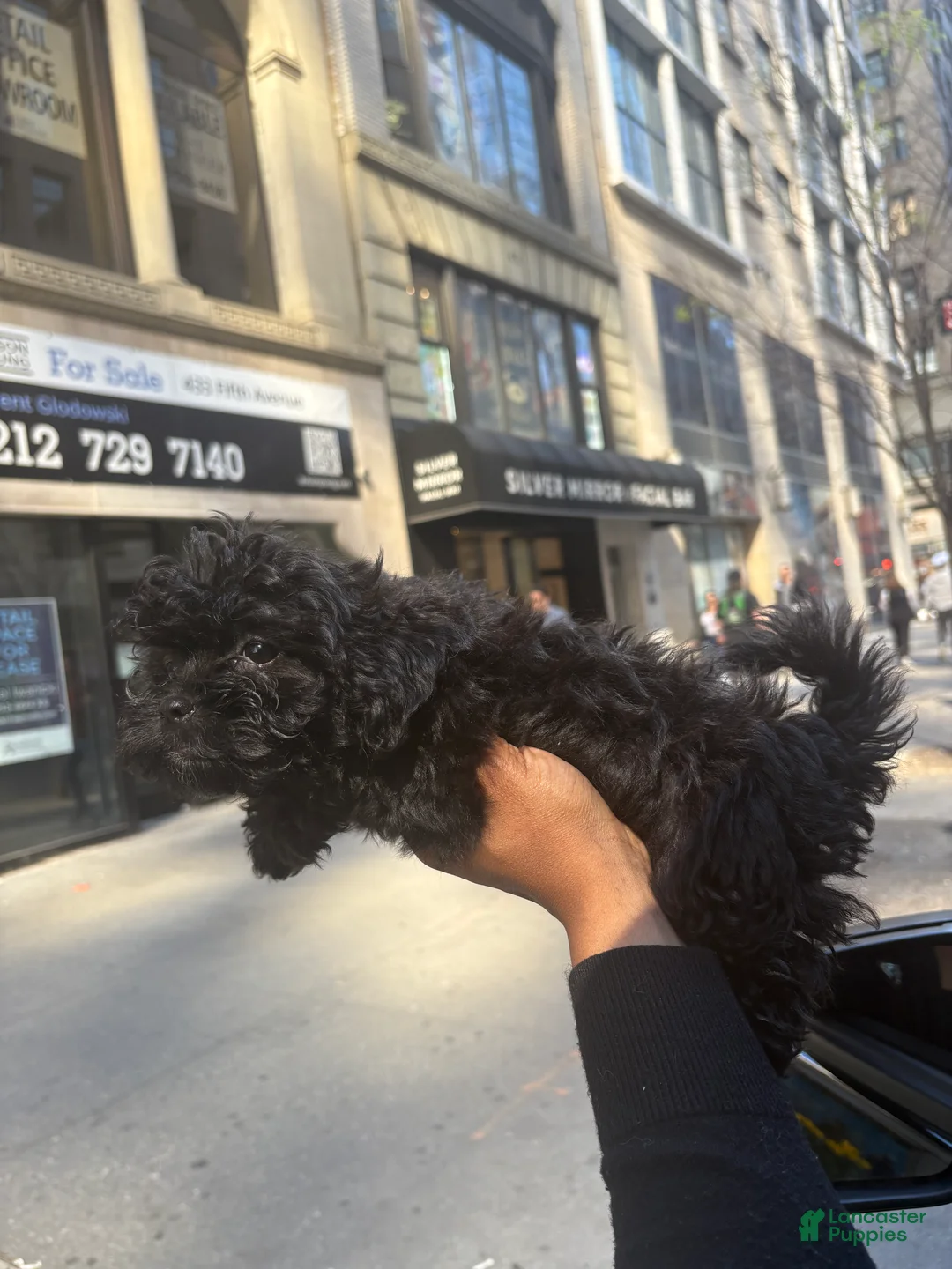 Shihpoo dogs for sale: TINY SHEBA🐾❤️ - Ad 5