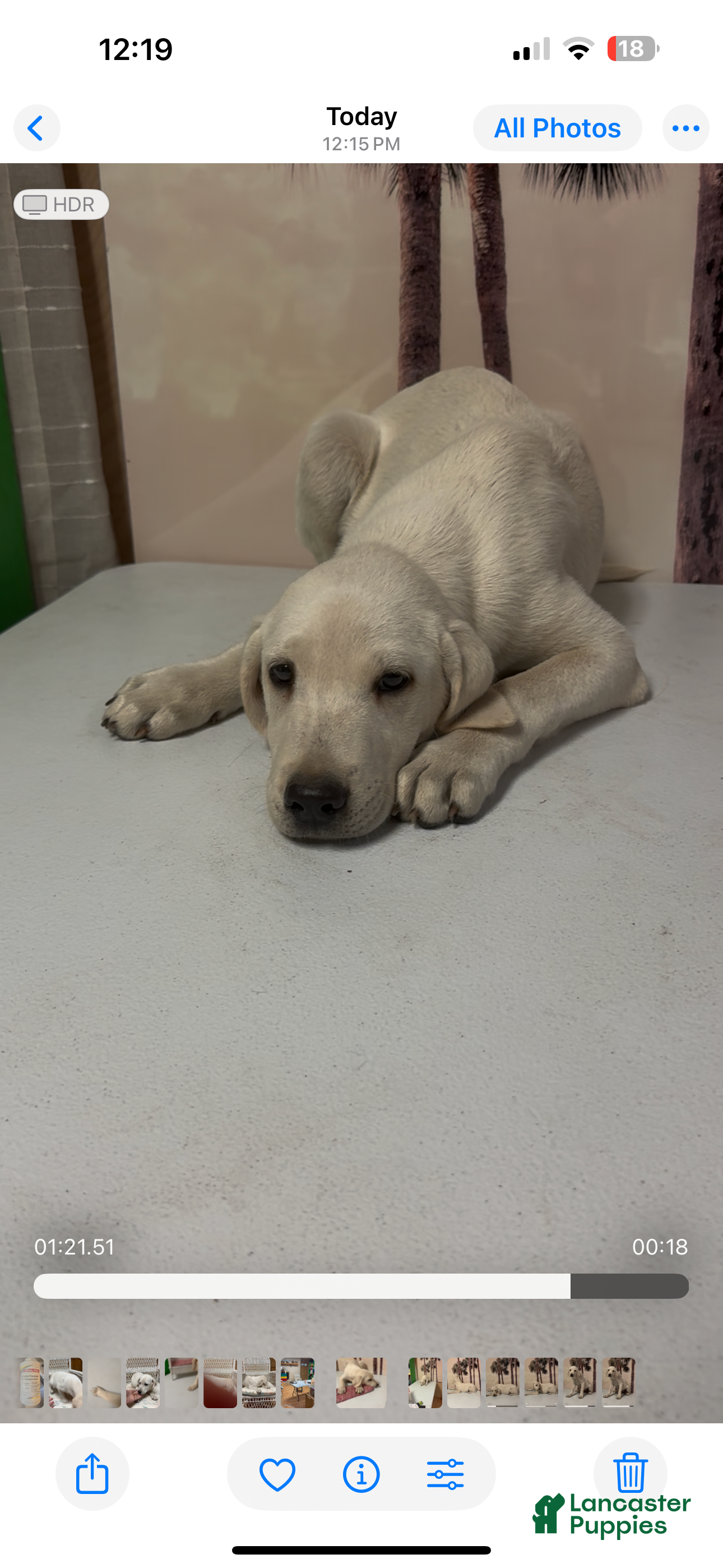 Labrador Retriever dogs for sale: Labrador Retriever Jackie - Ad 33