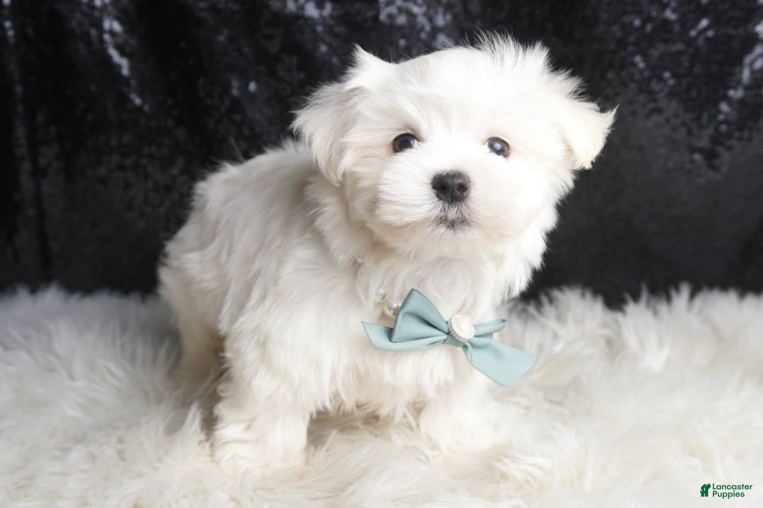 Maltese dogs for sale: Leo - Ad 4