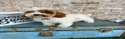 Cavapoo dogs for sale: Reese - Ad 2
