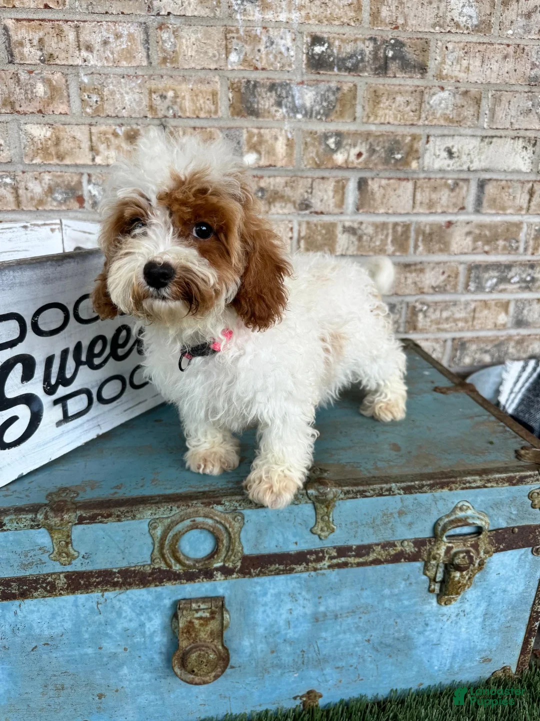 Cavapoo dogs for sale: Reese - Ad 2