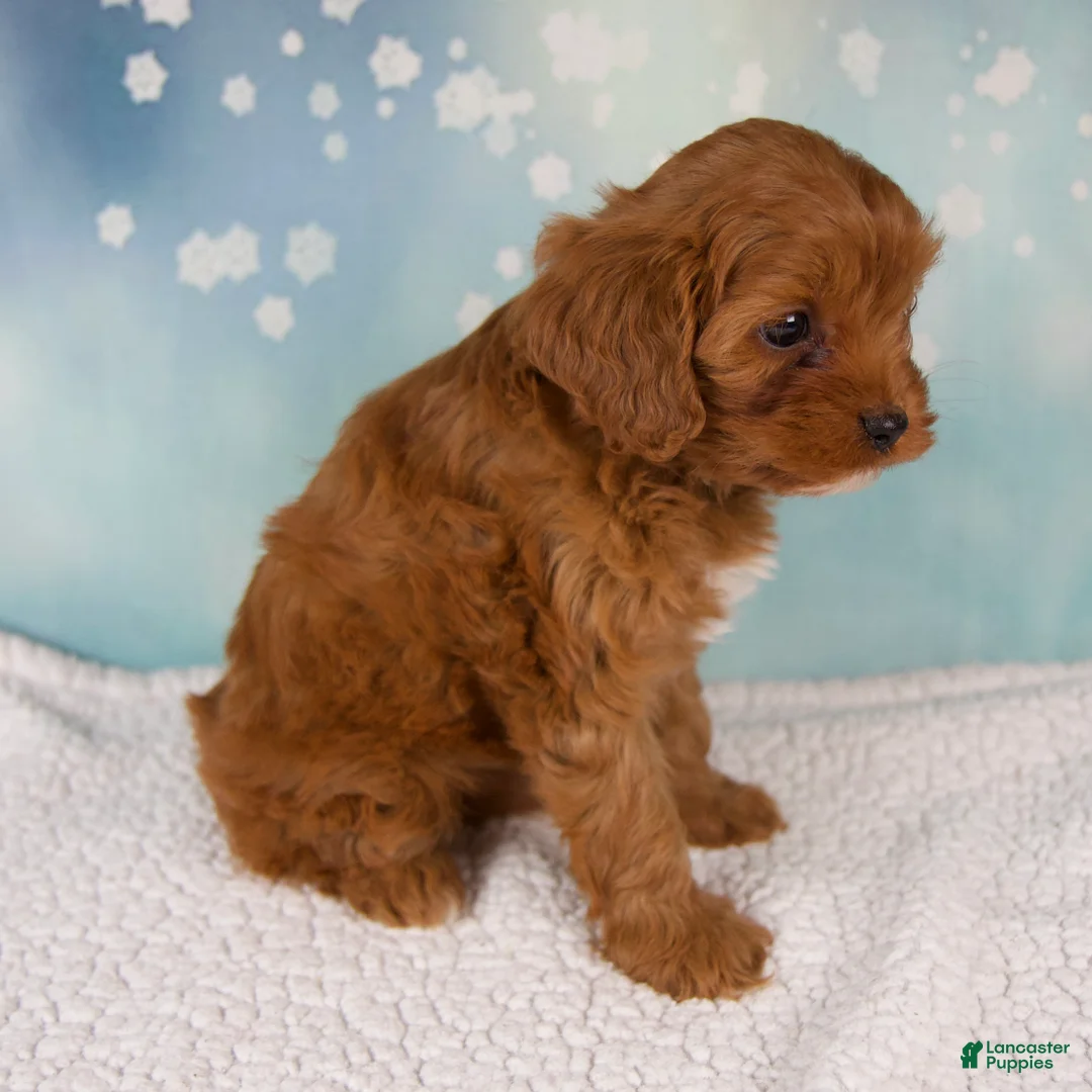 Cavapoo dogs for sale: Eden - Ad 4