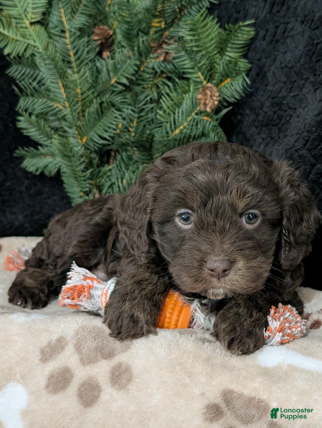 Cavapoo dogs for sale: Coco  - Ad 3