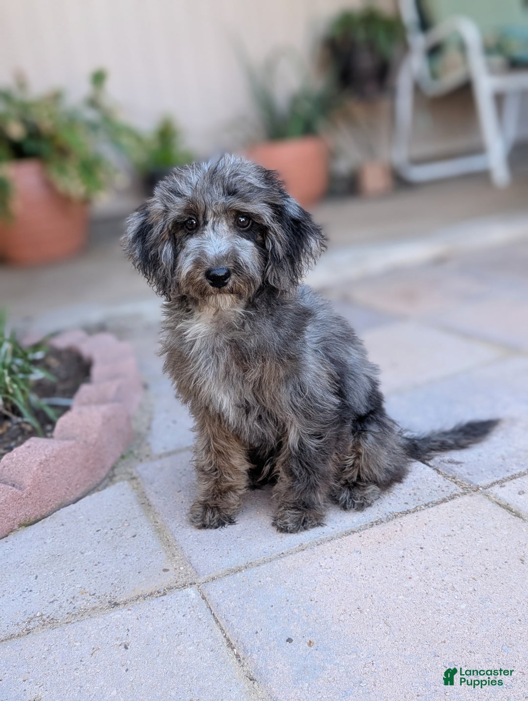 Miniature Poodle dogs for sale: Merlin - Ad 4