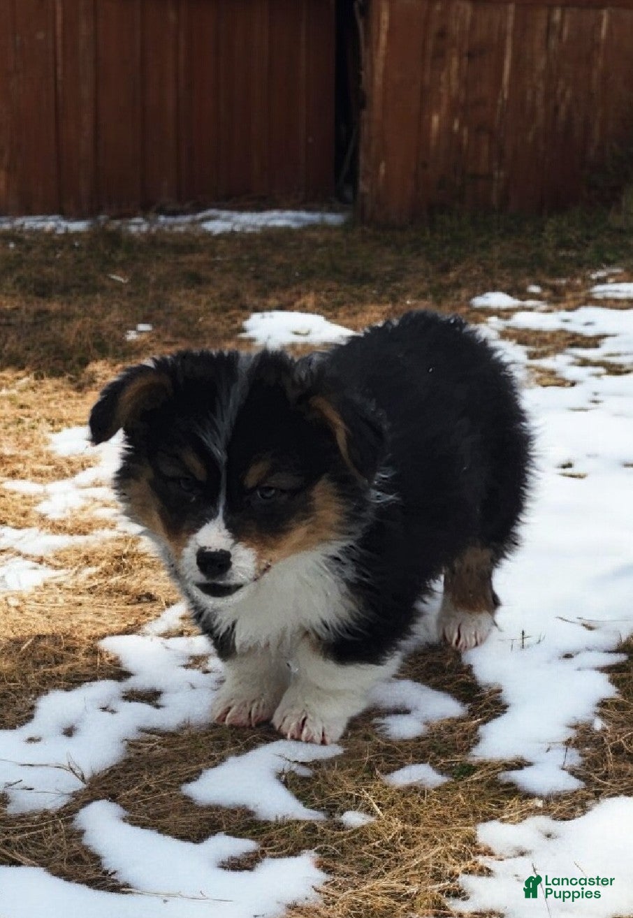 Welsh Corgi Pembroke dogs Blitzen fluffy  - Ad 12