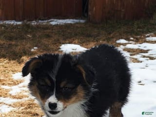 Welsh Corgi Pembroke dogs Blitzen fluffy - Ad 12