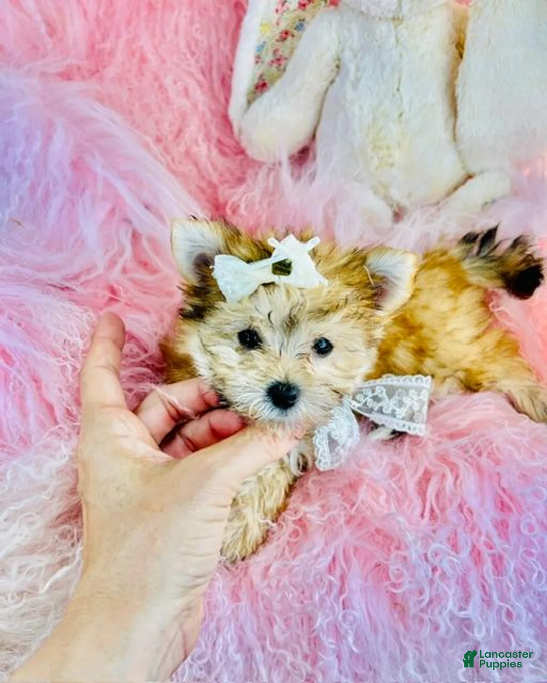Morkie dogs for sale: Teacup Morkie 1 - Ad 3