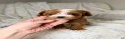 Cavapoo dogs for sale: Orion-tiny toy - Ad 2