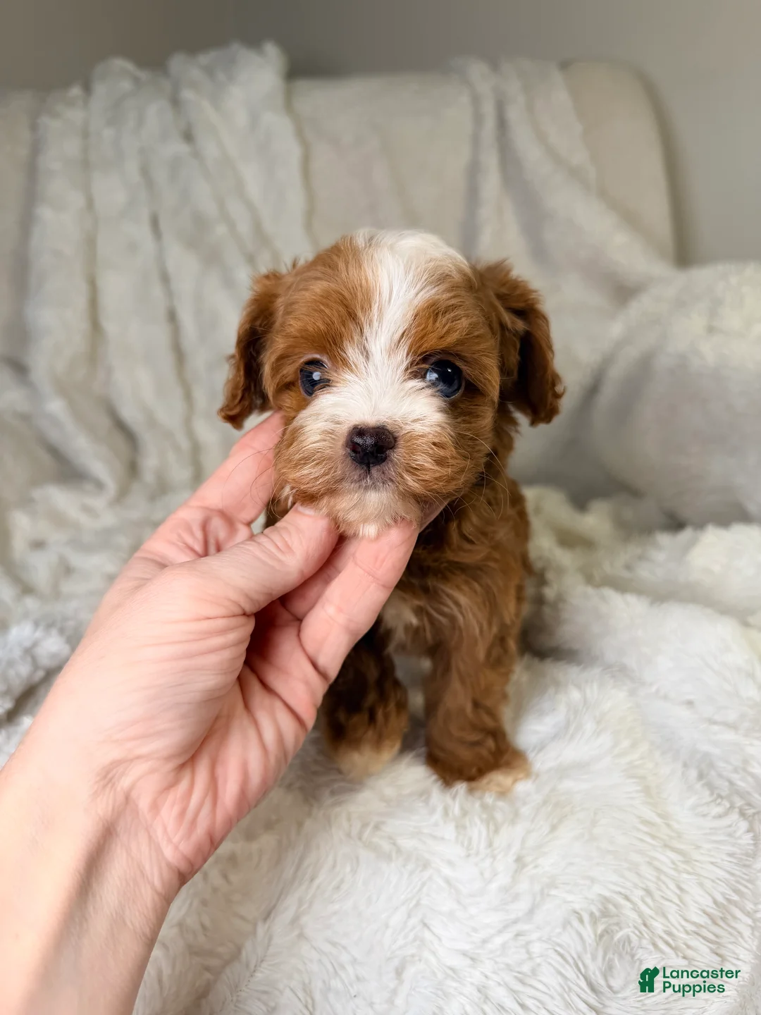 Cavapoo dogs for sale: Orion-tiny toy - Ad 2