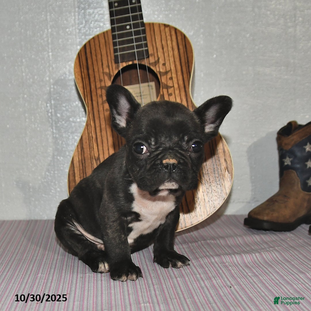 Frenchton dogs for sale: Jasper - Ad 2