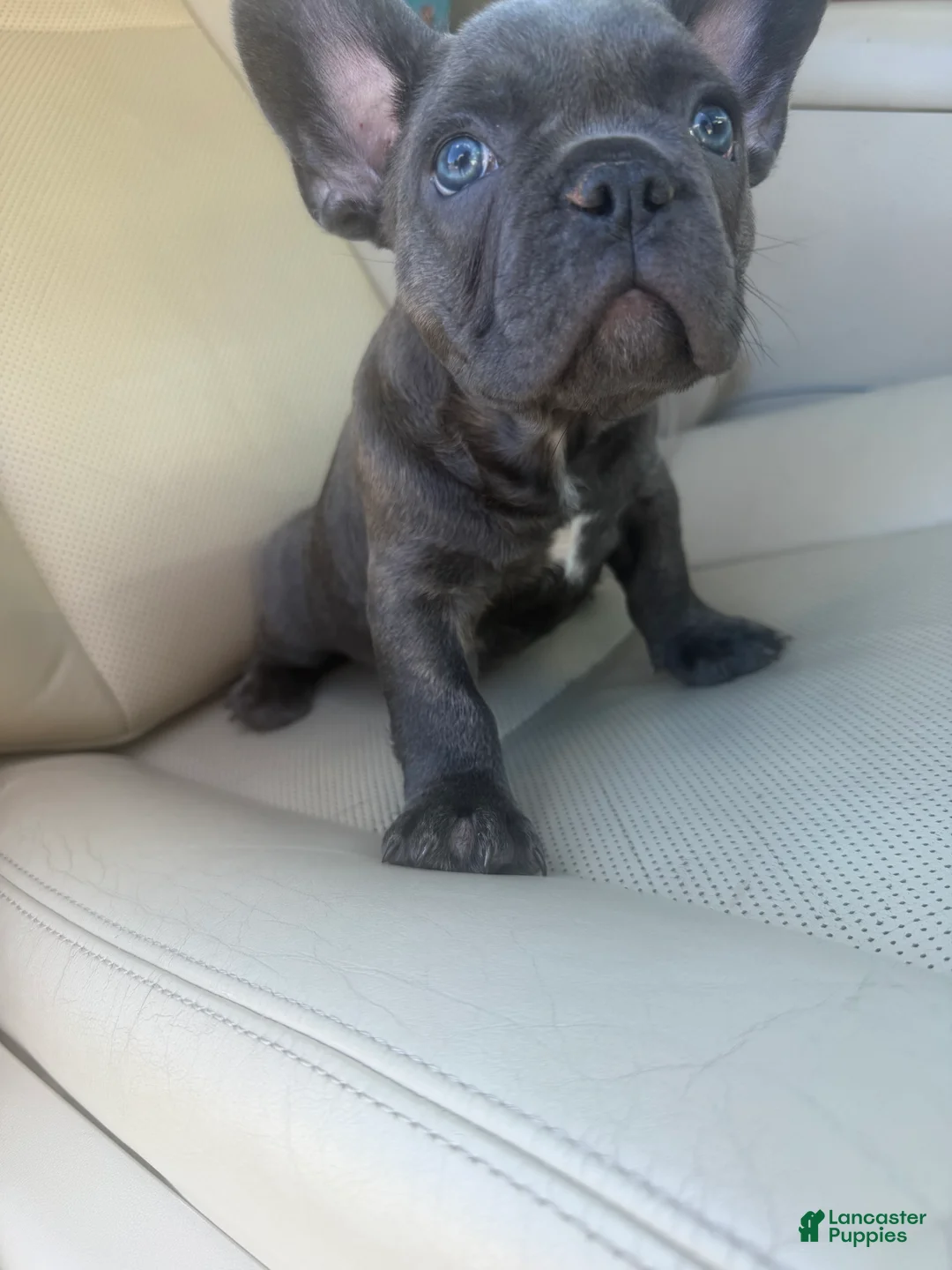 French Bulldog dogs for sale: Pepper - Ad 1