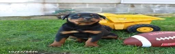 Rottweiler dogs for sale: Eagle - Ad 3