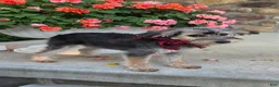 Yorkiepoo dogs for sale: Benny - Ad 5