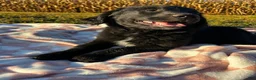 Mixed Breed dogs for sale: Pedro - Ad 2