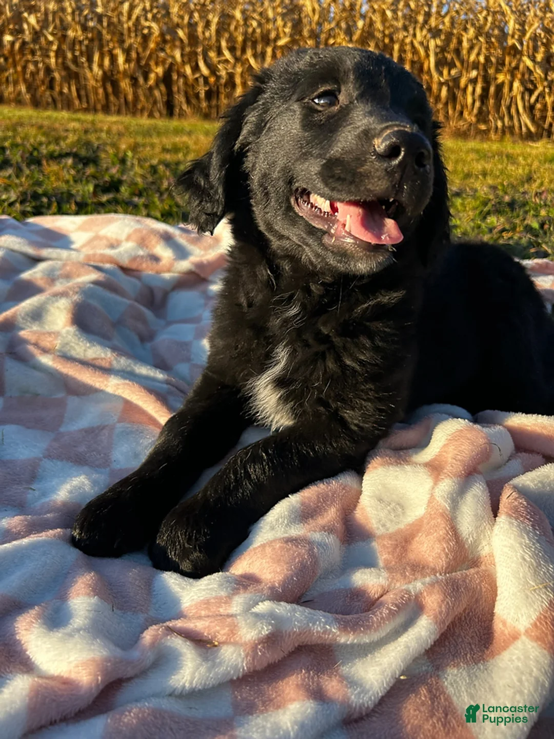 Mixed Breed dogs for sale: Pedro - Ad 2